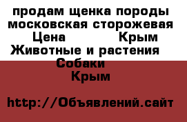 продам щенка породы московская сторожевая › Цена ­ 5 000 - Крым Животные и растения » Собаки   . Крым